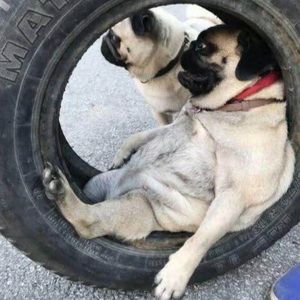 Meet your Posher, Joey